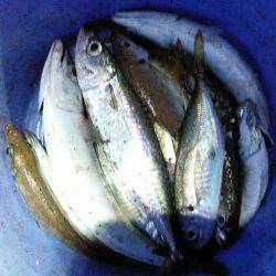 癒しのアジング！❤